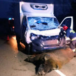 Peugeot Boxer potrącił żubra pod Hajnówką – zwierzę nie przeżyło
