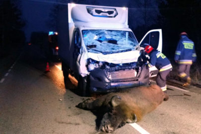 Peugeot Boxer potrącił żubra pod Hajnówką – zwierzę nie przeżyło