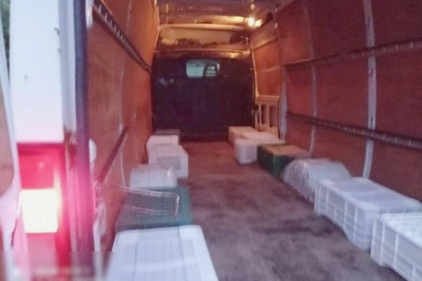 29 osób w ładowni Iveco Daily – kierowcy zatrzymano uprawnienia