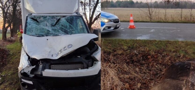 Łoś kontra Iveco Daily - zwierzę nie przeżyło