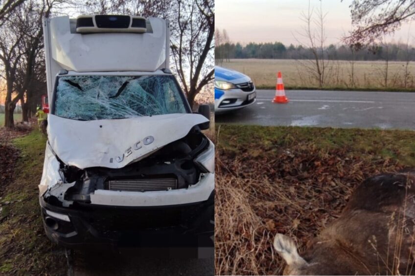 Łoś kontra Iveco Daily – zwierzę nie przeżyło