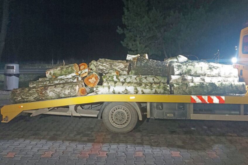 Na chrust to nie wygląda. Skradzione drzewo wywozili autolawetą
