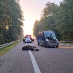 Na DK 2 samica łosia wybiegła przed Jumpera. Ranny pasażer