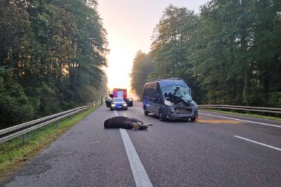 Na DK 2 samica łosia wybiegła przed Jumpera. Ranny pasażer