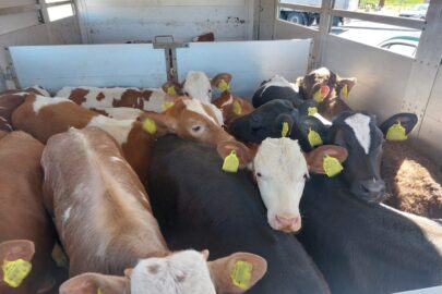 22 cielaki w ładowni busa – nie naruszono dobrostanu zwierząt a DMC