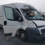 Na DK 19 jeleń wpadł do kabiny przez przednią szybę Ducato