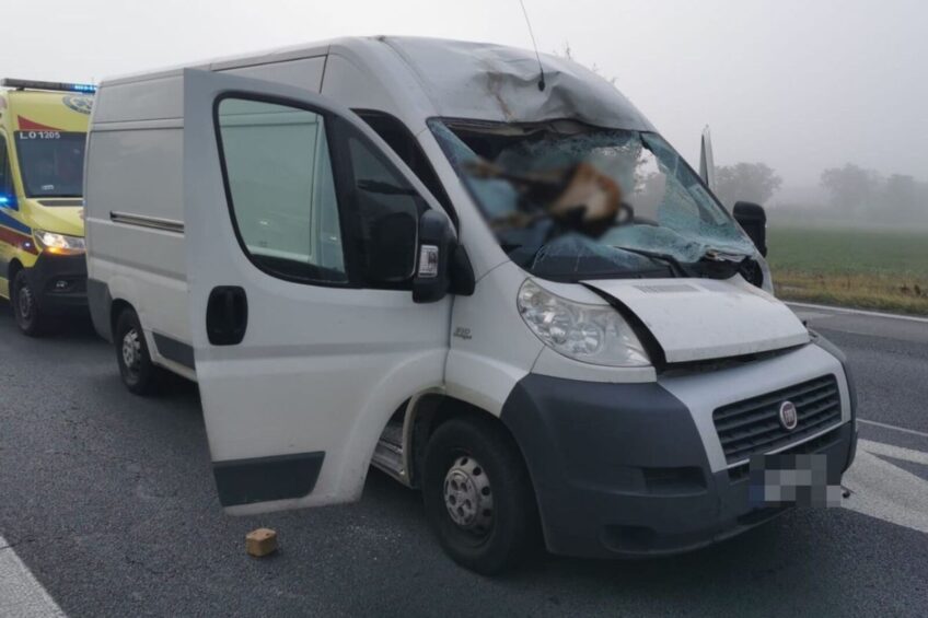 Na DK 19 jeleń wpadł do kabiny przez przednią szybę Ducato