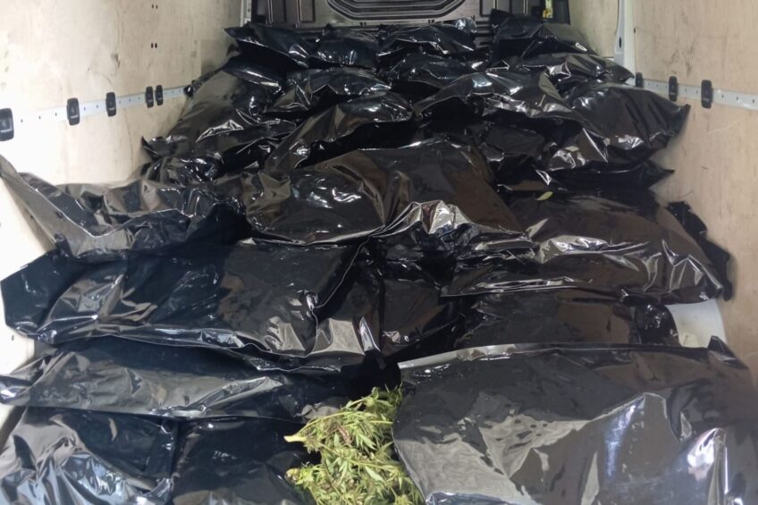 O Holender! Ponad 300 kg konopi na pace busa