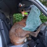 Jeleń wpadł do kabiny busa przez przednią szybę