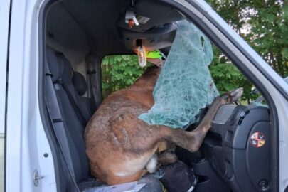 Jeleń wpadł do kabiny busa przez przednią szybę